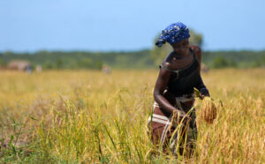 agricoltrice_mozambico