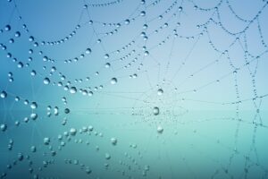 spider-web-with-drops-of-water-1477835