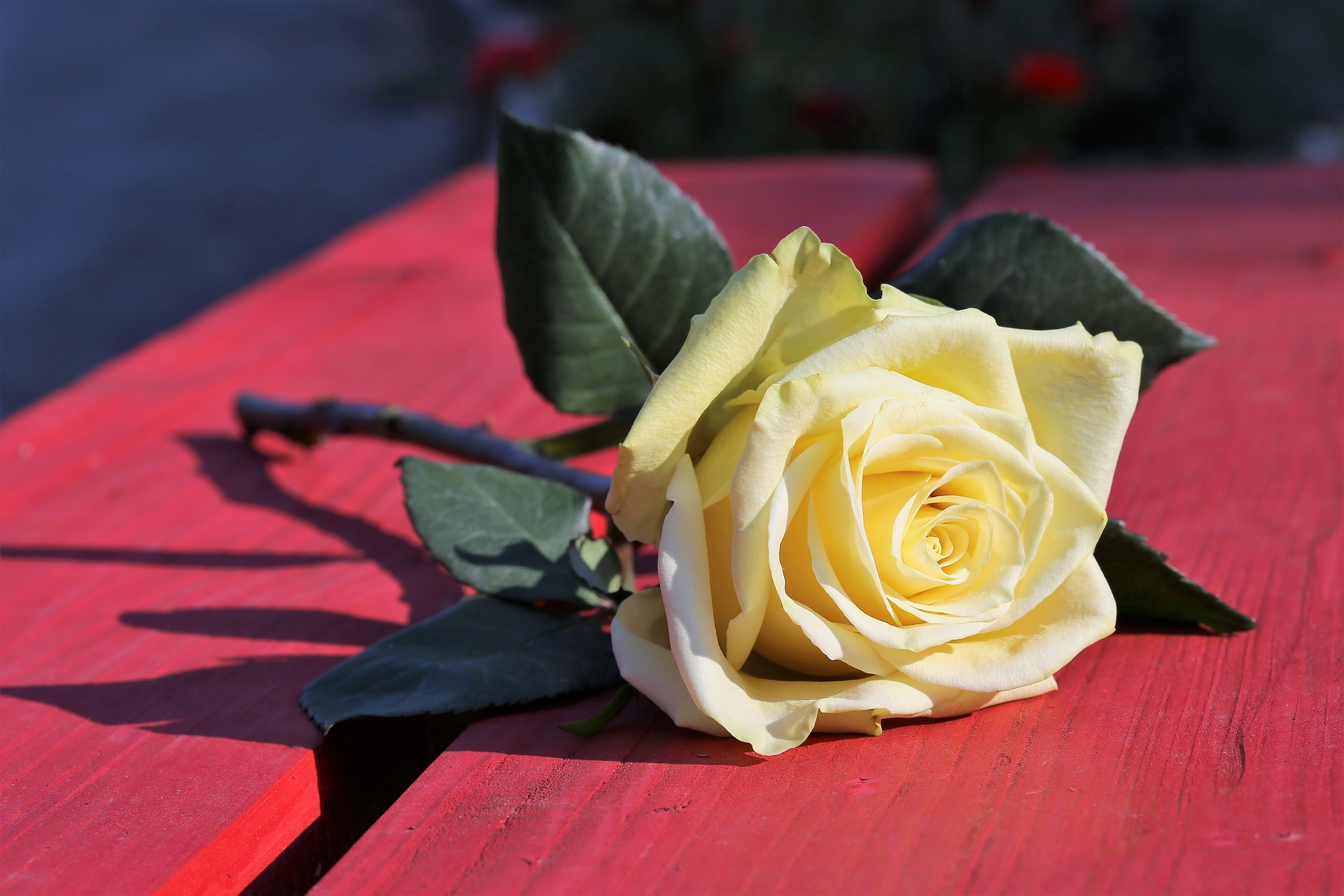 yellow-rose-on-red-bench-3624504_1920