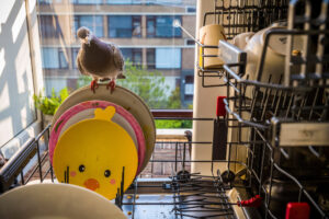 Vlaardingen, Netherlands April 17 2020 Ollie perches on a dirty plate while I’m filling the dishwasher while Dollie watches from the outside. Ollie takes notice of every move I make and as soon as he sees an opportunity he’s back on the kitchen counter. PANDEMIC PIGEONS 4/10