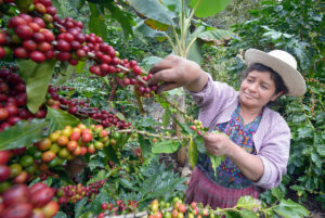 Imelda Balan, a Kakchiquel Maya woman, picks ripe coffee beans in San Martin Jilotepeque, Guatemala. Coffee rust, a terrible plant fungus, has affected coffee farms throughout the region. This farm used heavy spraying of chemicals to control the fungus.