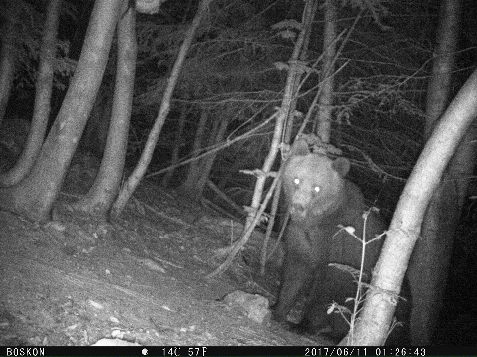 l'orso Elsio monitorato a Udine