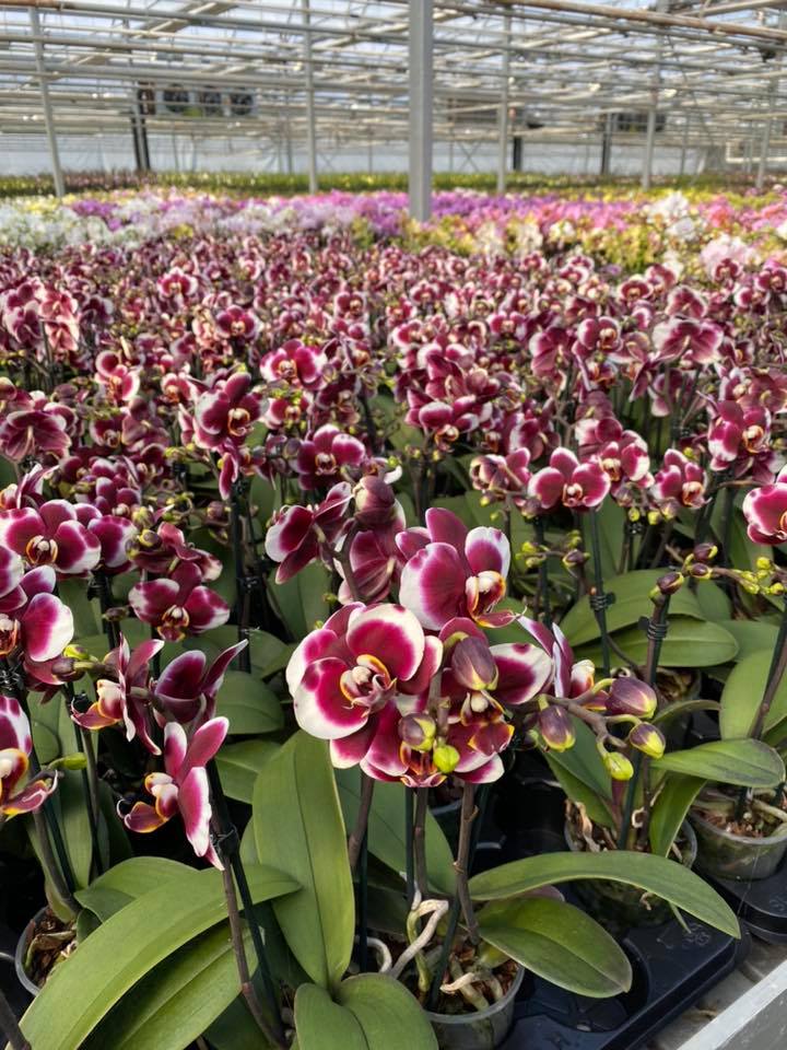 orchidee-menin-2