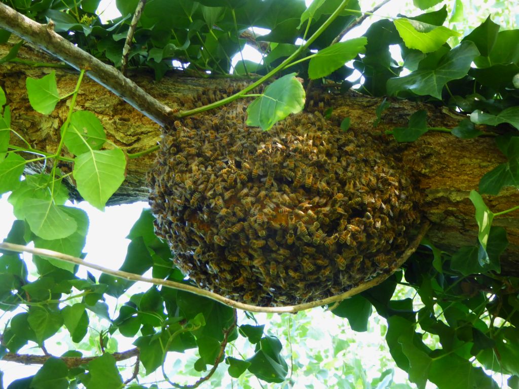 api-selvatiche-colonie