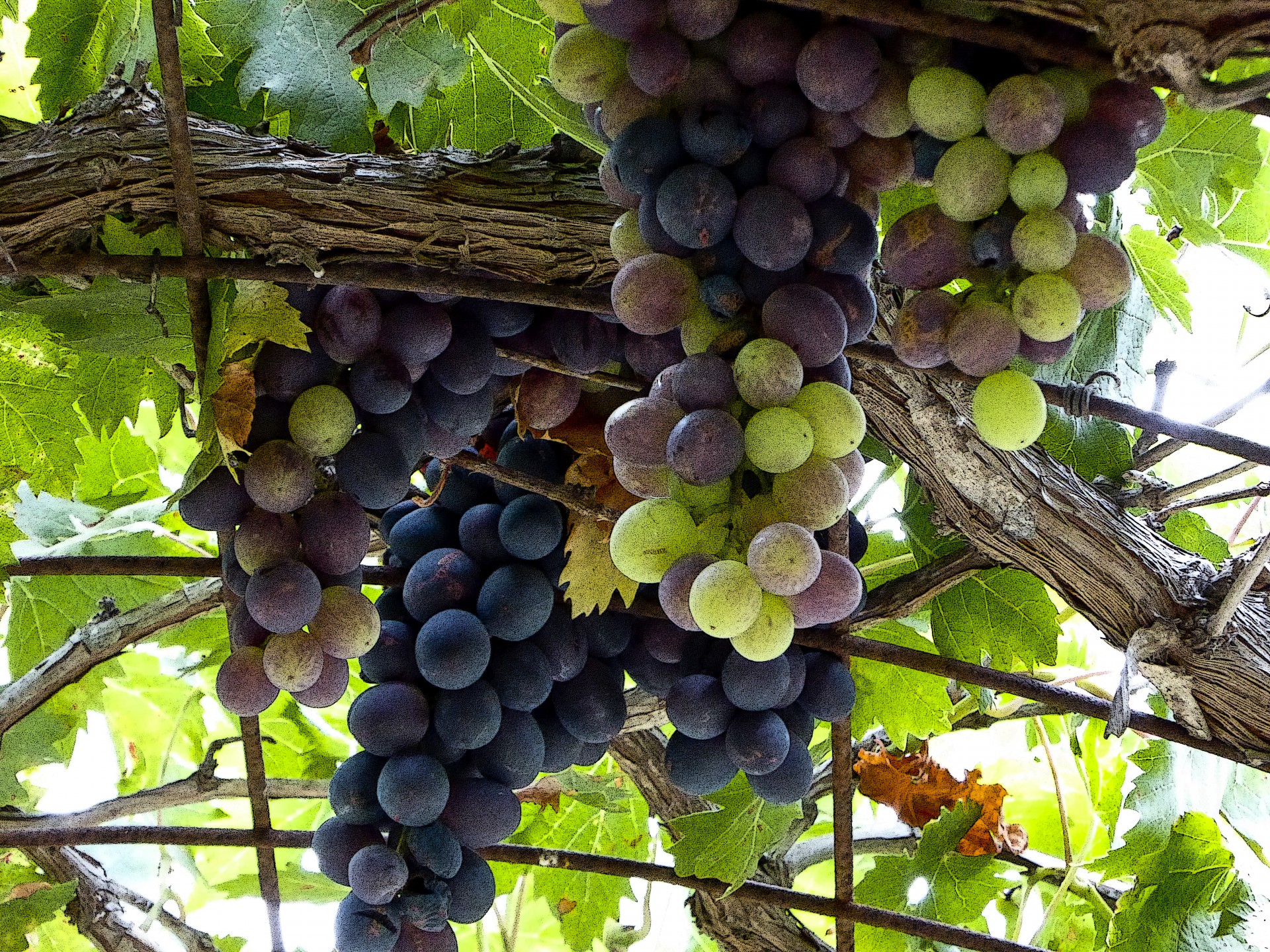 grapes-on-arbor-closeup