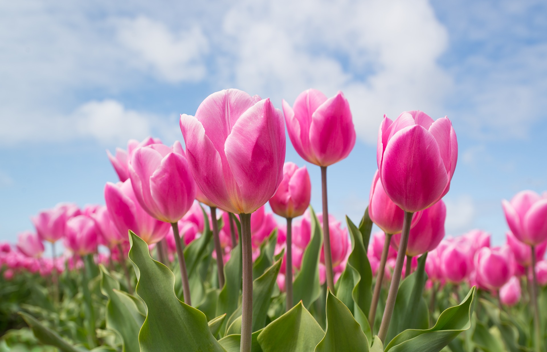 tulips-g2ef88a6be_1920
