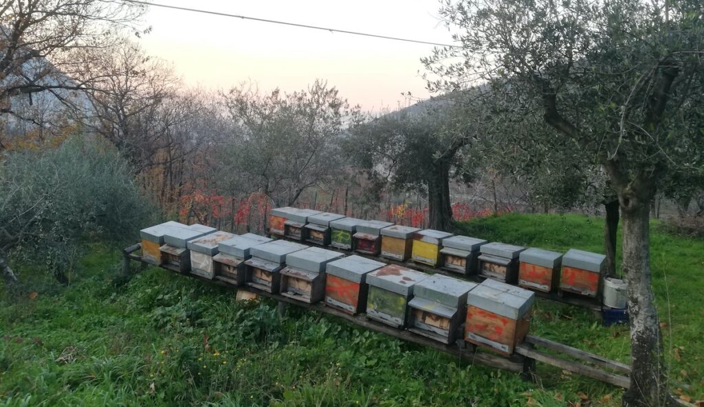Una foto dell’apiario a Gragnano, dove il mare in fondo non si vede ma le arnie “personalizzate” da papà si vedono eccome.