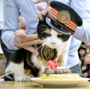 Tama, a cat stationmaster of a railway station in western Japan, receives a birthday cake on her 16th birthday in Kinokawa, western Japan