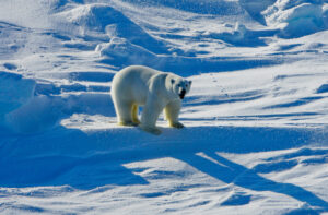 This March 25, 2009 photo provided by the U.S. Geological Survey, shows a polar bear in the Beaufort Sea region of Alaska. A study that examined polar bears in Alaskas Beaufort Sea concludes that the animals possess no ability to minimize energy loss during long periods of fasting in a sort of "walking hibernation." The paper published Thursday, July 16, 2015, in the journal Science instead concludes that polar bears are unlikely to avoid harmful declines in body condition associated with continued sea ice loss due to climate warming and an associated loss of hunting opportunities on ice. (Mike Lockhart/U.S. Geological Survey via AP)