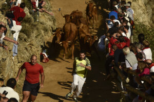 Participants run beside of the cows during the running of the cows known as ''Encierro de El Pilon'', in the small village of Falces Northen Spain, Sunday, Aug. 16, 2015.  Falces in well known for the famous ''Encierro de El Pilon'', in honor of Virgin of Nieva,  where the cows go down running at high speed through a narrow road from the top of the hill. (AP Photo/Alvaro Barrientos)