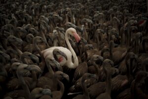 A flamingo and flamingo chicks are seen in a corral before being fitted with identity rings at dawn at a lagoon in the Fuente de Piedra natural reserve, in Fuente de Piedra, near Malaga, southern Spain, August 8, 2015. Around 600 flamingo chicks were tagged and measured before being placed in the lagoon, one of the largest colonies of flamingos in Europe, according to authorities of the natural reserve. REUTERS/Jon Nazca      TPX IMAGES OF THE DAY
