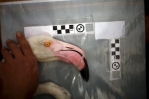 A volunteer holds a flamingo after it was fitted with an identity ring at a lagoon in the Fuente de Piedra natural reserve, in Fuente de Piedra, near Malaga, southern Spain, August 8, 2015. Around 600 flamingo chicks were tagged and measured before being placed in the lagoon, one of the largest colonies of flamingos in Europe, according to authorities of the natural reserve. REUTERS/Jon Nazca