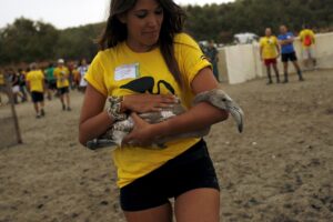 A volunteer holds a flamingo after it was fitted with an identity ring before releasing it at a lagoon at the Fuente de Piedra natural reserve, in Fuente de Piedra, near Malaga, southern Spain, August 8, 2015. Around 600 flamingos chicks were tagged and measured before being placed in the lagoon, one of the largest colonies of flamingos in Europe, according to authorities of the natural reserve. REUTERS/Jon Nazca