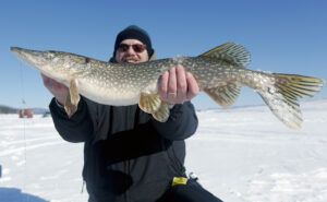 FILE - In this Jan. 31, 2015 file photo, Bruce Gollmer of Niskayuna, N.Y., holds a northern pike he caught while ice fishing on Great Sacandaga Lake in Mayfield, N.Y. Humans fish and hunt in a way contrary to nature and evolution in that we kill larger mature animals, while most non-human predators kill young and feeble. New study says this is unsustainable and says long-standing policies that have fishermen toss young fish aside for old ones is dead wrong. (AP Photo/Mike Groll, File)