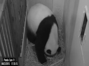 This image released August 22, 2015 courtesy of the Smithsonians National Zoo and Conservation Biology Institute shows giant panda Mei Xiang in labor. A rare giant panda called Mei Xiang gave birth to a cub at the Smithsonian National Zoo in Washington, officials said. The new mother was artificially inseminated in April with frozen semen from a male giant panda named Hui Hui that resides at the China Conservation and Research Center for the Giant Panda in Sichuan province. AFP PHOTO/SMITHSONIAN'S NATIONAL ZOO AND CONSERVATION BIOLOGY INSTITUTE/HANDOUT  = RESTRICTED TO EDITORIAL USE - MANDATORY CREDIT "AFP PHOTO / SMITHSONIAN'S NATIONAL ZOO AND CONSERVATION BIOLOGY INSTITUTE" - NO MARKETING NO ADVERTISING CAMPAIGNS - DISTRIBUTED AS A SERVICE TO CLIENTS = NO A LA CARTE SALES =