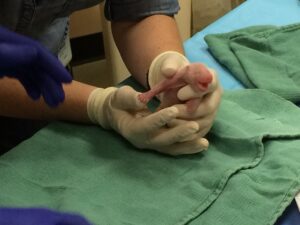 This image released August 23, 2015 courtesy of the Smithsonians National Zoo shows the second of the two giant panda cubs born at the Smithsonian's National Zoo being examined by veterinarians. A rare giant panda called Mei Xiang gave birth to twin cubs at the Smithsonian National Zoo in Washington on August 22, apparently surprising delighted zoo officials who had expected just one baby. A first tiny cub -- pink, hairless and only about the size of an adult mouse -- was born at 5:35 pm (2135 GMT) and Mei Xiang reacted by tenderly picking up the cub. Immediately after the zoo announced the birth, the live video feed from her straw-lined enclosure appeared to have crashed, likely due to a high volume of viewers, the zoo said.  AFP PHOTO/SMITHSONIAN'S NATIONAL ZOO /HANDOUT  = RESTRICTED TO EDITORIAL USE - MANDATORY CREDIT "AFP PHOTO / SMITHSONIAN'S NATIONAL ZOO " - NO MARKETING NO ADVERTISING CAMPAIGNS - DISTRIBUTED AS A SERVICE TO CLIENTS = NO A LA CARTE SALES =