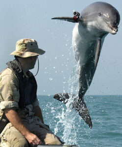 AT SEA:  In this handout photo from the U.S. Navy, Sergeant Andrew Garrett watches K-Dog, a bottlenose dolphin attached to Commander Task Unit 55.4.3, leap out of the water while training near the USS Gunston Hall March 18, 2003 in the Persian Gulf. Commander Task Unit 55.4.3 is a multinational team from the U.S., Great Britain and Australia conducting deep and shallow water mine clearing operations to clear shipping lanes for humanitarian relief and are currently conducting missions in support of Operation Iraqi Freedom.  (Photo by U.S. Navy/Getty Images)