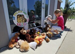 Resident Autumn Fuller, 10, places a stuffed animal at the doorway of River Bluff Dental clinic in protest against the killing of a famous lion in Zimbabwe, in Bloomington, Minnesota in this July 29, 2015, file photo. Walter Palmer, the Minnesota dentist whose killing of Zimbabwean lion Cecil sparked global outcry from animal lovers, has maintained that the hunt was legal and says he plans to work on September 7, 2015, U.S. media reported.  REUTERS/Eric Miller/Files