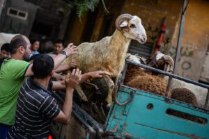 epa04942696 People load sheep they purchased on a truck ahead of Eid Al-Adha at sheep market in Sayda Zinab district, Cairo, Egypt, 21 September 2015. Muslims around the world are preparing to celebrate the Eid al-Adha feast, set for 24 September this year, when they will slaughter cattle, goats and sheep in commemoration of the Prophet Abraham's readiness to sacrifice his son to show obedience to God.  EPA/MOHAMED HOSSAM
