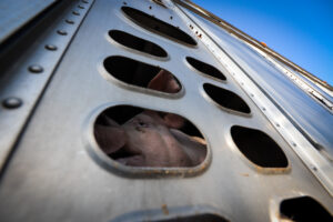Pig Going to Slaughter - Canada