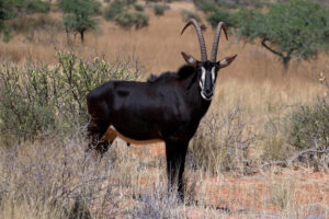 Sable_antelope_(Hippotragus_niger)_adult_male