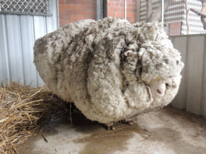 In this photo provided by the RSPCA/Australian Capital Territory, an overgrown sheep found in Australian scrubland is prepared to be shorn in Canberra, Australia, Thursday, Sept. 3, 2015. The wild, castrated merino ram named Chris, yielded 40 kilograms (89 pounds) of wool  the equivalent of 30 sweaters  and sheded almost half his body weight. (RSPCA ACT/ via AP) EDITORIAL USE ONLY, NO SALES