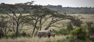 FILE - In this Thursday, Sept. 20, 2012 file photo, a white rhino grazes in Nairobi National Park, Kenya. In Nairobi National Park, lions, rhinos and other animals roam just six miles (10 kilometers) from downtown Nairobi, but the carefully managed co-existence of wildlife and city life is constantly vulnerable to the pressures of urban expansion. (AP Photo/Ben Curtis, File)