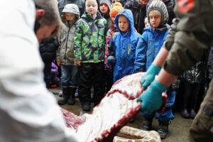 FILE - In this Sunday, Feb. 9, 2014 file photo, children watch as Marius, a male giraffe, is dissected, at the Copenhagen Zoo, in Denmark, Sunday, Feb. 9, 2014. A Danish zoo is planning to publicly dissect a year-old lion that it has killed to avoid inbreeding  a year after another Danish zoo triggered massive online protests for killing a healthy young giraffe, dissecting it and feeding it to lions in front of children, it was reported on Saturday, Oct. 10, 2015.  (Rasmus Flindt Pedersen/Polfoto via AP, File)  DENMARK OUT