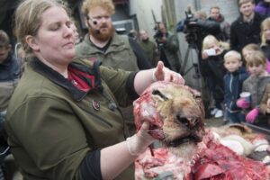 Lotte Tang Berg (L) and Rasmus Kolind work on the dissection of a lion as zoo visitors look on, October 15, 2015 at the zoo in Odense, Denmark. "The reason we are dissecting it is that we believe there is a lot of education involved in dissecting a lion," Michael Wallberg Sorensen, a zookeeper at the Odense Zoo in central Denmark had told AFP before.    AFP PHOTO / SCANPIX DENMARK / CLAUS FISKER   +++   DENMARK OUT   +++