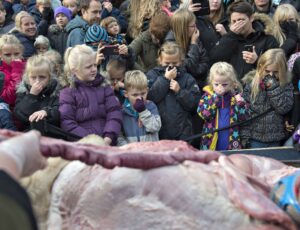 Visitors look on as zoo employees work on the dissection of a lion, October 15, 2015 at the zoo in Odense, Denmark. "The reason we are dissecting it is that we believe there is a lot of education involved in dissecting a lion," Michael Wallberg Sorensen, a zookeeper at the Odense Zoo in central Denmark had told AFP before.    AFP PHOTO / SCANPIX DENMARK / CLAUS FISKER   +++   DENMARK OUT   +++