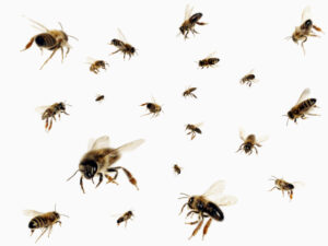Swarm of Honey Bees --- Image by © Don Mason/Corbis