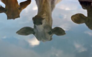 To go with India-politics-religion-beef,FOCUS by Abhaya SRIVASTAVA In this photograph taken on November 5, 2015, cows are reflected at a cow shelter owned by Babulal Jangir, a rustic self-styled leader of cow raiders, and Gau Raksha Dal (Cow Protection Squad) in Taranagar in the desert state of Rajasthan. Cow slaughter and consumption of beef are banned in Rajasthan and many other states of officially secular India which has substantial Muslim and Christian populations, and almost every night a vigilante squad lie in wait for suspected cattle smugglers, in a bid to enforce the ban. AFP PHOTO/CHANDAN KHANNA