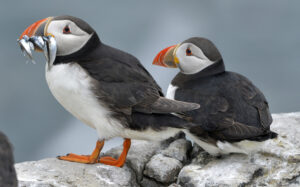 Puffins on the Farne Islands off the Northumberland, as numbers on one of Britain's most important seabird colonies may be hit by the terrible summer weather, wildlife experts have warned. PRESS ASSOCIATION Photo. Picture date: Friday July 31, 2015. Flooded burrows coast have been blamed for a serious drop in the number of fledged puffin chicks this year. See PA story ANIMALS Puffins. Photo credit should read: Owen Humphreys/PA Wire