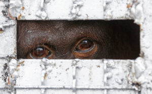 One of fourteen orangutans waits in a cage to be sent back to Indonesia at a military airport in Bangkok, Thailand, Thursday, Nov. 12, 2015. These orangutans were allegedly smuggled out of Indonesia into a private zoo in Thailand. Thailand and Indonesia have cooperated in the repatriation program to return the primates to their original habitat. (AP Photo/Sakchai Lalit)