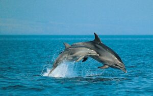 delfini-3539