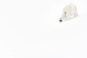 4_Vincent Munier Orso polare, Svalbard, 2014