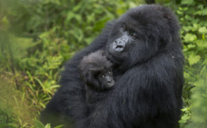 In this photo taken Friday, Sept. 4, 2015, a baby mountain gorilla is held by its mother, on Mount Bisoke volcano in Volcanoes National Park, northern Rwanda. Rwanda has named 24 baby mountain gorillas in an annual naming ceremony that reflects the African country's efforts to protect the endangered animals, which attract large numbers of foreign tourists to the volcano-studded forests where they live. (AP Photo/Ben Curtis)