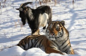 A handout picture taken on November 30, 2015 and obtained from the Primorye Safari-Park official website shows Amur, a tiger, resting close to a goat named Timur in an enclosure at the Primorye Safari-Park. A tiger and a goat have become friends at a safari park in Russia's Far East. AFP PHOTO / PRIMORYE SAFARI-PARK / DMITRY MEZENTSEV RESTRICTED TO EDITORIAL USE - MANDATORY CREDIT " AFP PHOTO / PRIMORYE SAFARI-PARK / DMITRY MEZENTSEV " - NO MARKETING NO ADVERTISING CAMPAIGNS - DISTRIBUTED AS A SERVICE TO CLIENTS