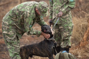 In this photo taken Monday, Sept. 7, 2015, tracker dog Duco, 3, is given a telling-off after playfully biting the ear of South-African trainer of tracking dogs and their handlers Sean Kelly, left, at the start of a training exercise in Akagera National Park, eastern Rwanda. The park is using a former South African military dog handler to train a team of tracker dogs in the pursuit of wildlife poachers, following the dogs earlier deployment in the search for Lords Resistance Army (LRA) members in the Central African Republic. (AP Photo/Ben Curtis)