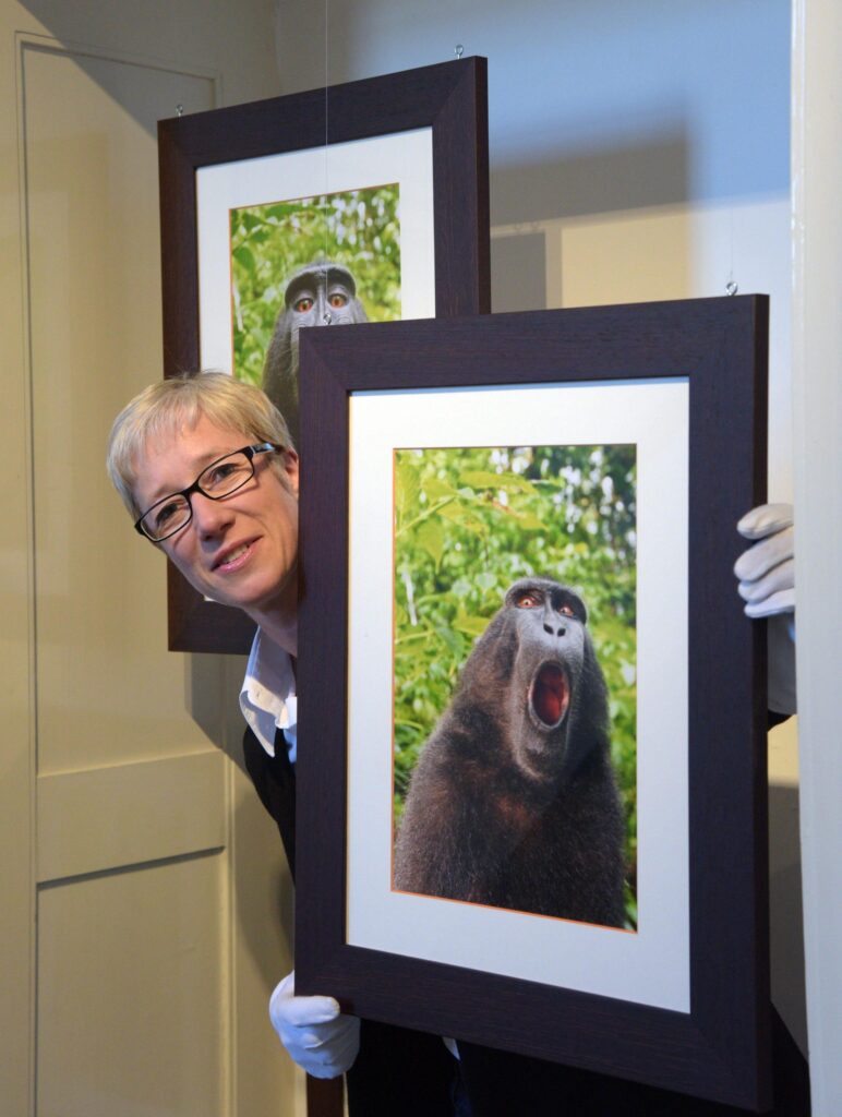 epa05214905 Museum manager Stefanie Dathe holds a photograph of a monkey taking a selfie, that caused a discussion about copyrights, at the Museum Villa Rot in Burgrieden, Germany, 16 March 2016. The exhibition 'Me, Myself and I - Selbstdarstellung im digitalen Zeitalter' (Me, Myself and I - self-portrayal in the digital era) runs from 20 March to 19 June.  EPA/STEFAN PUCHNER