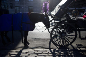 In this Wednesday, Jan. 13, 2016, photo, a carriage horse is covered in a blanket as it waits for customers on Central Park South in New York. New York City officials are close to a deal that would save Central Park's horse-drawn carriages from a threatened ban.  (AP Photo/Mary Altaffer)