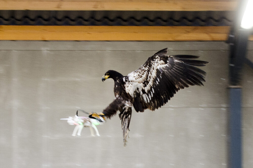 Handout photo of an eagle gliding straight toward a drone before clutching it and dragging it to the ground in Rotterdam