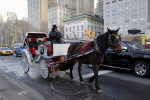 A horse pulls a carriage in traffic near Central Park in the Manhattan borough of New York in this January 18, 2016, file photo. Drivers of New York's famous Central Park horse-drawn carriages are bracing for a City Council vote on February 5, 2016, that could put half of them out of a job.   REUTERS/Brendan McDermid/Files