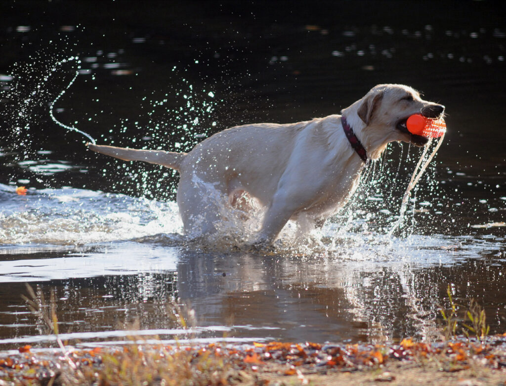 FILE- In this Oct. 8, 2011 file photo, a Labrador Retriever emerges from he water with a toy at Valley Falls Park in Vernon, Conn. Known for being easygoing, multi-talented and friendly, Labs have held the top spot for longer than any other breed since the AKC started counting in the 1880s. (Leslloyd F. Alleyne/The Journal Inquirer via AP, File)