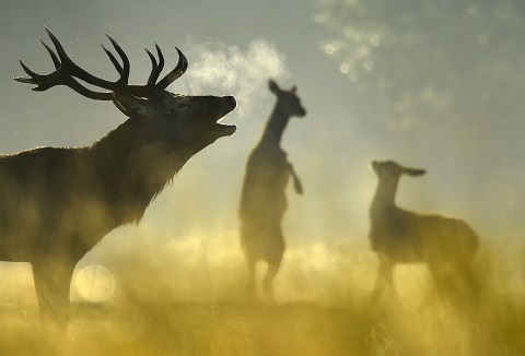A Red deer stag barks, with females seen behind, in the morning sun in Richmond Park in west London