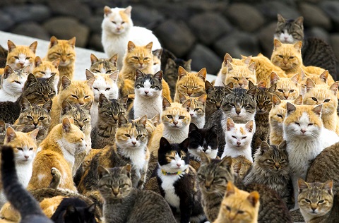 Cats crowd the harbour on Aoshima Island in the Ehime prefecture in southern Japan February 25, 2015. An army of cats rules the remote island in southern Japan, curling up in abandoned houses or strutting about in a fishing village that is overrun with felines outnumbering humans six to one. Picture taken February 25, 2015. To match story JAPAN-CATS/    REUTERS/Thomas Peter (JAPAN - Tags: SOCIETY ANIMALS TPX IMAGES OF THE DAY TRAVEL)
