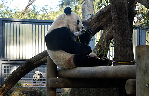 Shin Shin, a female giant panda (R), eats bamboo bait in her enclosure at Ueno Zoo in Tokyo on February 2, 2016 while a male giant panda, Ri Ri (L) looks on. Ueno Zoo announced that the two giant pandas began showing signs of estrus.   AFP PHOTO / KAZUHIRO NOGI
