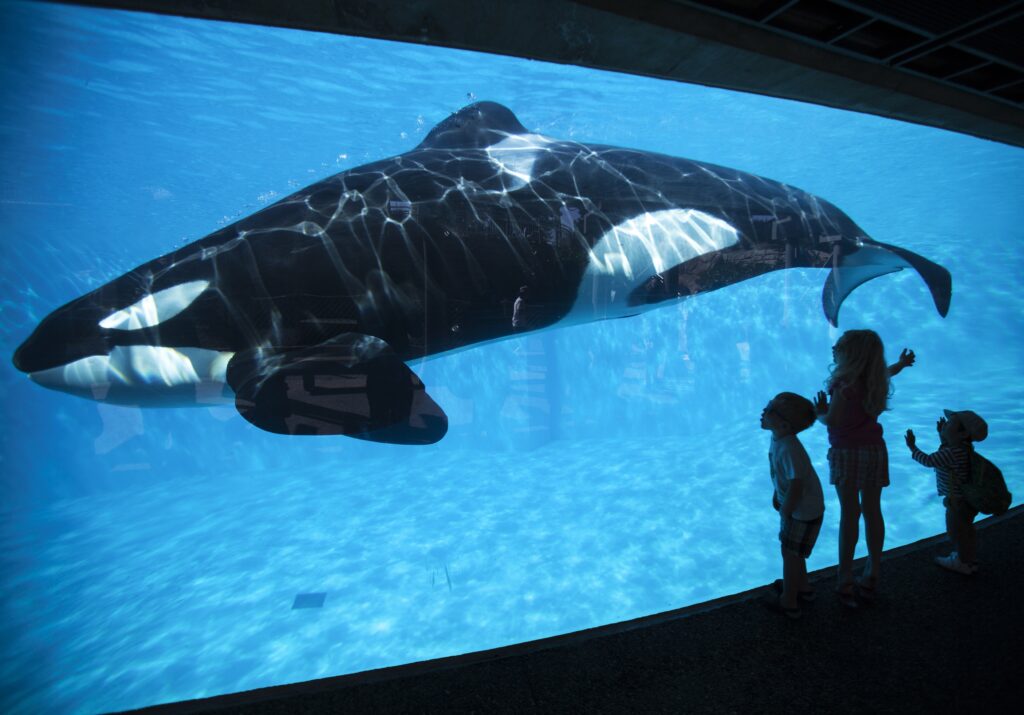 Young children get a close-up view of an Orca killer whale during a visit to the animal theme park SeaWorld in San Diego, California, in this file photo taken March 19, 2014. Bowing to years of pressure from animal rights activists, U.S theme park operator SeaWorld said on Thursday it would stop breeding killer whales and that those currently at its parks would be the last.   REUTERS/Mike Blake/Files
