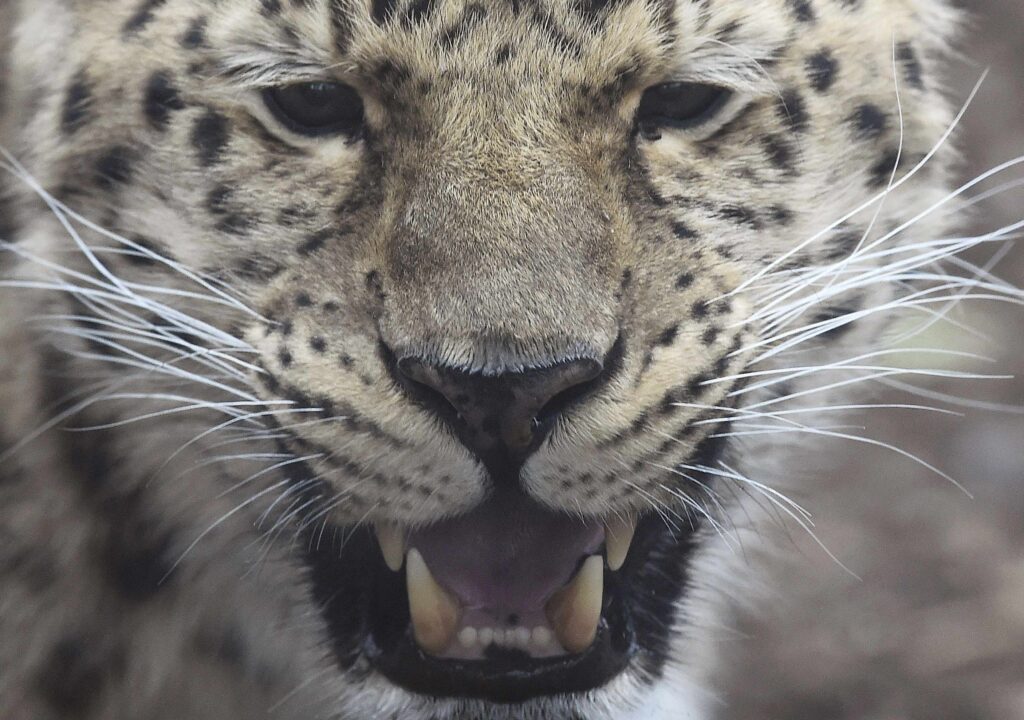 A male Amur leopard reacts after being introduced to a female at Marwell Zoo near Winchester in Britain, March 18, 2016. With less than forty of the critically endangered species remaining in the wild globally, the two were introduced today as the female has come onto season, with the hope that they will successfully breed in captivity, two years after their first cub was born. REUTERS/Toby Melville