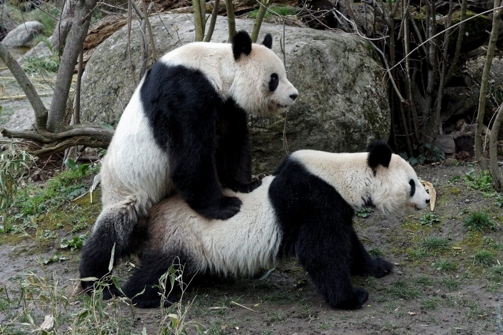 Two giant pandas mate in the zoo of Schoenbrunn in Vienna, Austria, March 23, 2016. REUTERS/Tiergarten Schonbrunn/Norbert Potensky/Handout via Reuters    TPX IMAGES OF THE DAY     ATTENTION EDITORS - THIS PICTURE WAS PROVIDED BY A THIRD PARTY. REUTERS IS UNABLE TO INDEPENDENTLY VERIFY THE AUTHENTICITY, CONTENT, LOCATION OR DATE OF THIS IMAGE. EDITORIAL USE ONLY. NOT FOR SALE FOR MARKETING OR ADVERTISING CAMPAIGNS. NO RESALES. NO ARCHIVE. THIS PICTURE IS DISTRIBUTED EXACTLY AS RECEIVED BY REUTERS, AS A SERVICE TO CLIENTS